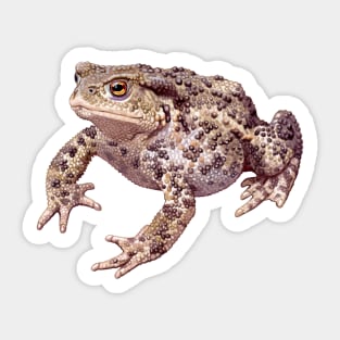 Common Toad Sticker